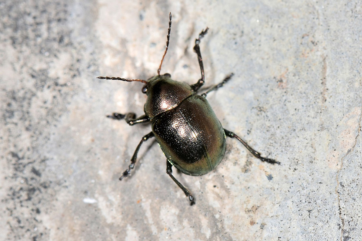 Chrysomelidae:  Colasposoma dauricum